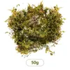 Dekorativa blommor 20/50/100g torkad skog Moss Multianal Natural Plant bevarad för DIY Crafts Manual Material Accessories