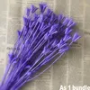 Faux bloemengroen ongeveer 35 bloemhoofden gedroogde natuurlijke bloemen vertakking diy droge Eternelle ster anijs bloemboeket voor woningdecor bloemen 230303