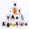 昆虫標本パーティーの記念品子供用昆虫樹脂コレクション文鎮クモ類保存科学教育玩具ハロウィンクリスマスギフト