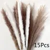 Decorative Flowers Natural Tail Grass Boho Fluffy White Pampas Small Reeds Dried Bouquet Indoor Living Room Decoration