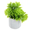 Dekoratif çiçekler mini saksı model ev süsleri minyatür bitkiler dekor bonsai