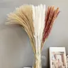 Fiori decorativi 1 bouquet Canna eccellente Nessun appassimento Fiore secco leggero Bello