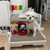犬のおもちゃを噛むクリエイティブリングボックスぬいぐるみラブダイヤモンドケースぬいぐるみペットチューサウンド子犬の子供キュートソフトビター230307