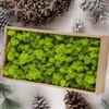 Декоративные цветы 500G Multi Color Real Moss 36x18 см Пушистый мягкий вечный вечный цветочный растение