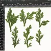 Decorative Flowers 6-8cm Length Nature Pressed Selaginella Branch Green Grass Blossom DIY Wedding Invitations Po Bookmark Gift Card Candle