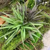 Decorative Flowers Artificial Plant Chlorophytum Grass Wedding Accessories Green Purple Leaves Home El Garden Desktop Fake Plants Decoration