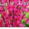 Artificielle cerise printemps prune pêche fleur branche soie fleur arbre pour la décoration de fête de mariage blanc rouge jaune rose 5 couleurs