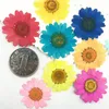 Dekorativa blommor Epoxy Harts 12 PCS Naturliga växter Pressade Press Torked Daisy Dry Nail Art Phone Decoration Making Crafts Diy Accessories