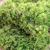 Decorative Flowers 1 KG Dried Moss Tortoise Over Winter Insulation Wedding Home Micro Landscape Production