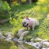 Hundkläder justerbar kylkrage andningsbar bandana utan is packa ut dörrtillbehör