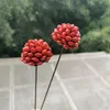 装飾的な花1pcs/4cmヘッドクラフトアカシア赤豆ディスプレイウィズワイヤブランチ天然本物の乾燥結婚式の家の装飾