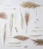 Decorative Flowers Wreaths 30pcs Dried Pampas Grass Premium Dry Bouquet with Naturally Pampa for Boho Home Decor Wedding Decoration DIY Small Reed Plants 230313