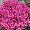 Dekorativa blommor kransar 100 g torkade bevarade blommor naturliga färska gipsophila paniculata Baby's Breath Flower Buquets gåva till bröllopspresent till gäst 230313