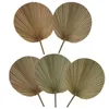 Decoratieve bloemen ABSF 5PCS Palmbladeren Gedroogde tropische decoratie Natuurlijk voor bruiloftdecoratie Decoraties