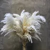 Decorative Flowers Wreaths Pack of 10 White Color Large Size Real Dried Pampas Grass Wedding Decor Flower Bunch Natural Plants Home Decor Fall Decor 230313