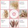 Decorative Flowers Wreaths 74Pcs Natural Dried Pampas Grass Bouquet Boho Home Decor Bouquet Phragmites Dried Flowers Bouquet for Wedding Decor 230313