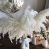 Decorative Flowers Wreaths Pack of 10 White Color Large Size Real Dried Pampas Grass Wedding Decor Flower Bunch Natural Plants Home Decor Fall Decor 230313