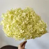 Couronnes de fleurs décoratives 20 cm nature fraîche préservée 1 bouquet Anna hortensia branche entière fleur séchée Pograph mariage maison jardin fête décoration 230313