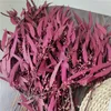 Decorative Flowers Wreaths 140g/50-60cm Nature Preserved Eucalyptus Millet Leaf DIY Eternell Flower Floral Plant Wedding Use Home Decoration Dry Flower 230313