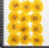 Dekorativa blommor kransar 60st pressade torkade kosmos sulphureus cav. Flower Plant Herbarium för smycken Vykortfodral Bokmärke Craft DIY Accessories 230313