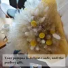 Flores decorativas grinaldas 100pcs 45 cm de flor natural pampos pampas coelho cauda grama de trigo orelhas de planta real de buquê de buquê DIY Festa de casamento decoração 230313