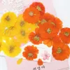 Dekorativa blommor kransar 60st pressade torkade kosmos sulphureus cav. Flower Plant Herbarium för smycken Vykortfodral Bokmärke Craft DIY Accessories 230313