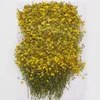 Dekorativa blommor kransar 120 st naturliga gipsophila torkade blommor små blommor bukett torra blommor pressa mini dekorativ pografi bakgrundsdekor 230313