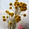装飾的な花の花輪5pcs天然乾燥花永遠のカラフルなボール保存ブーケギフト