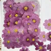 Decorative Flowers 2023 Natural True Purple Cosmos Framed Pressed Flower For DIY Handicraft Bookmark 80Pcs