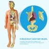 Andere speelgoedsimulatie van menselijk skeletmodel Body Anatomy Educatieve leerproppen voor studenten DIY 230313