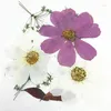 Decorative Flowers 2023 Natural True Purple Cosmos Framed Pressed Flower For DIY Handicraft Bookmark 80Pcs