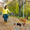 Collares para perros, cuerda de tracción de doble cabeza para mascotas, Material elástico para deportes al aire libre, absorción de 360 grados, cuerdas líderes para perros de alta calidad