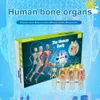 Andere speelgoedsimulatie van menselijk skeletmodel Body Anatomy Educatieve leerproppen voor studenten DIY 230313