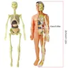 Andere speelgoedsimulatie van menselijk skeletmodel Body Anatomy Educatieve leerproppen voor studenten DIY 230313