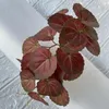 Decorative Flowers Artificial Begonia Pteridophyta Green Plants Wedding Pography Flower Art Home Living Room Garden Simulation Plant Leaf