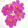 Decorative Flowers 2023 Natural True Purple Cosmos Framed Pressed Flower For DIY Handicraft Bookmark 80Pcs