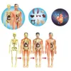 Andere speelgoedsimulatie van menselijk skeletmodel Body Anatomy Educatieve leerproppen voor studenten DIY 230313