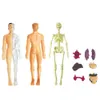 Andere Spielzeuge Simulation des menschlichen Skelettmodells Körperanatomie Pädagogische Lehr-Requisiten für Studenten DIY 230313