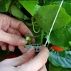 Garden levererar andra växtstödklämmor Trellis Durable Vegetable Support gör att grödan växer upprätt och friskare för växter L66