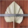 Torkade blommor 5st/Lot Natural Palm Leaves Diy Real Display Fan Leaf för Art Wall Hanging Party Arrange Decoration Y1128 DRO DHUKP