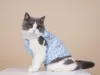 Cat Costumes Pet Clothing Straps Vest Small Sundresses Summer Clothes For Dogs Cute Cats T-shirts That Prevent Hair Loss