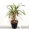 Dekorativa blommor 48 cm 3 huvuden Artificial Desktop Potted Tropical Realistic Fake Plants Plastic Indoor Palm Tree Bonsai El Office Home