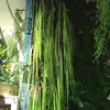 装飾的な花55cm人工吊り芝生休暇シミュレーション植物葉の装飾プラスチックフラワーグリーンウォールアクセサリー芝生