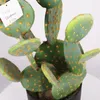 Flores decorativas cactus planta suculenta artificial Planta falsa deserto bola de espinho de espinhos de largada de flores Decoração de jardim da família