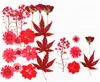 Decoratieve bloemen kransen 2023 Rode kleurencombinatie Gedroogde persbloem Groothandel gratis verzending 10 zakken