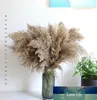 Klassisk 30st Pampas Grass Decor Pampa Tall Natural Large Fluffy Brown Stems for Flower Arrangements Wedding Home Beige