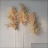 Dekorative Blumen Kränze 20 Teile/los Großhandel Phragmites Natürliche Getrocknete Dekoration Pampas Gras Für Zuhause Hochzeit Dekoration Brötchen Dhbam