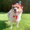 Hondenkleding ins Pet Strawberry Hat Handgemaakte schattige hoofdtooi kleine satchel shopping po props hoeden voor honden