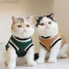 gatti invernali del gattino