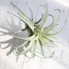Fleurs décoratives Artificielle Ananas Herbe Écologique En Plastique Air Plantes Léger Non Toxique Durable Faux Comme Décoration Murale À La Maison